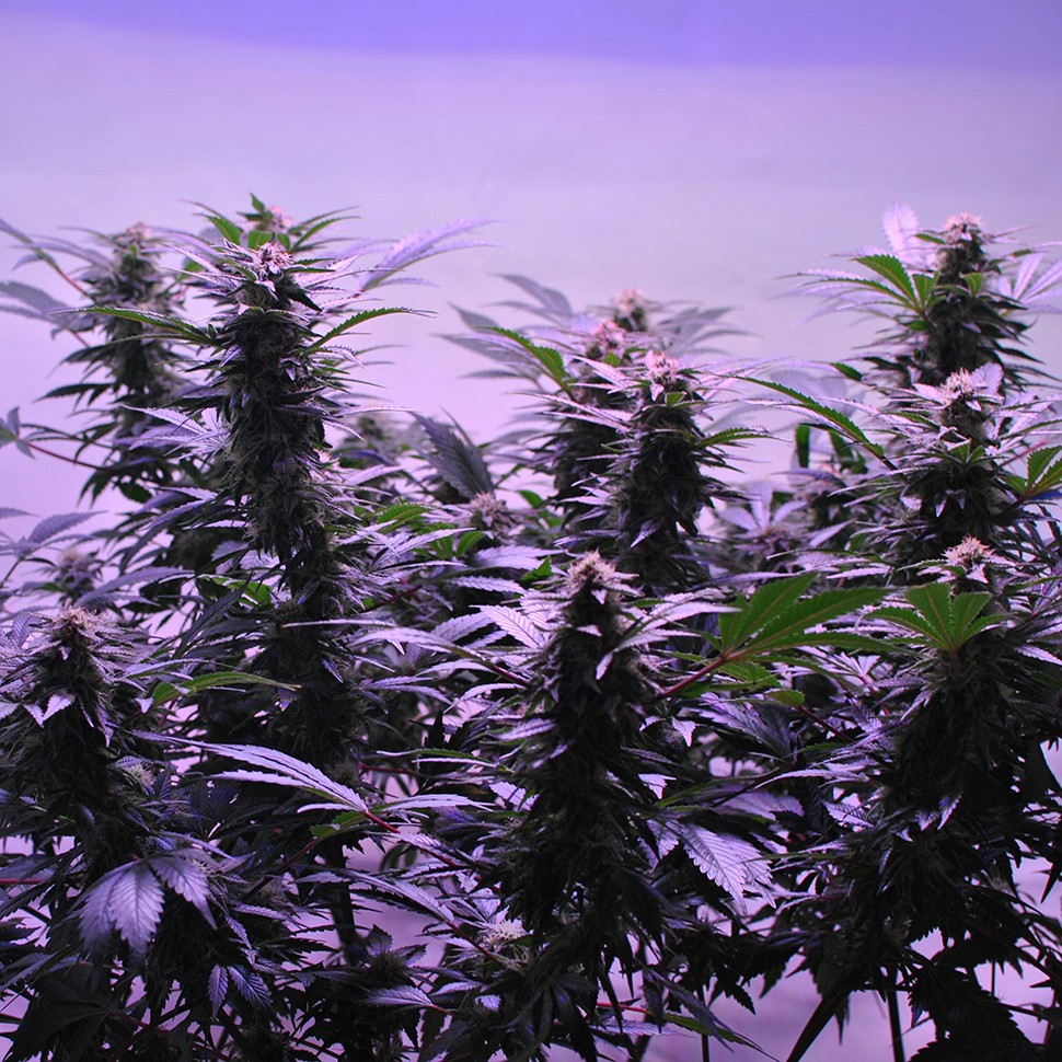 купить семена конопли в оригинальных упаковках Afghan Kush regular купить семена конопли в оригинальных упаковках Afghan Kush regular