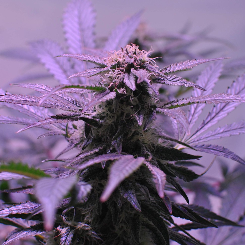 купить урожайные семена конопли Afghan Kush regular купить урожайные семена конопли Afghan Kush regular