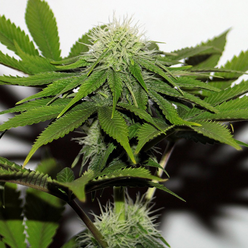 заказать семена конопли G-13 feminised заказать семена конопли G-13 feminised