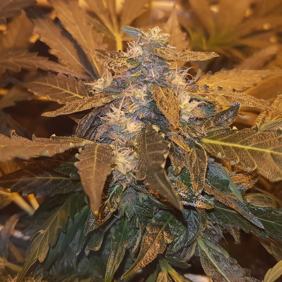 заказ семян конопли G-13 feminised заказ семян конопли G-13 feminised