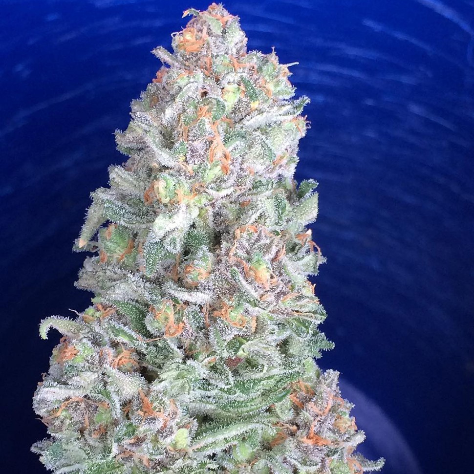 где заказать семена конопли G-13 feminised где заказать семена конопли G-13 feminised