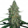 заказать семена конопли наложенным платежом G-13 feminised заказать семена конопли наложенным платежом G-13 feminised