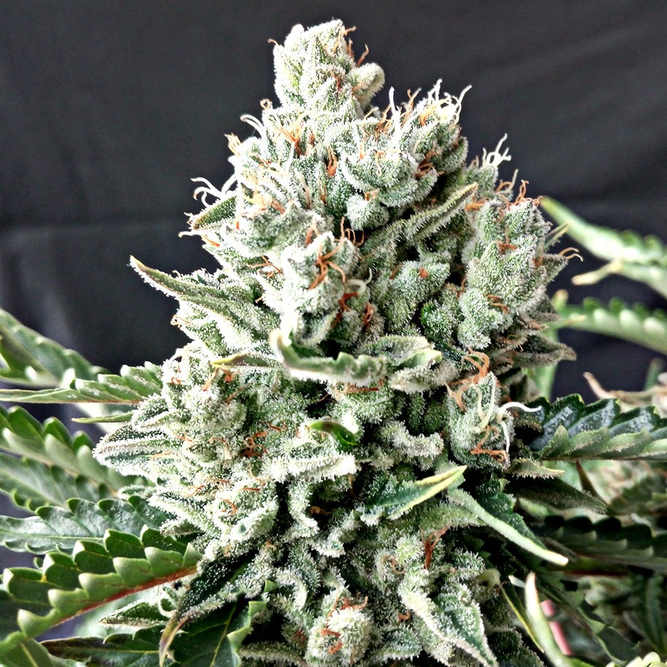 заказать семена конопли почтой G-13 feminised заказать семена конопли почтой G-13 feminised