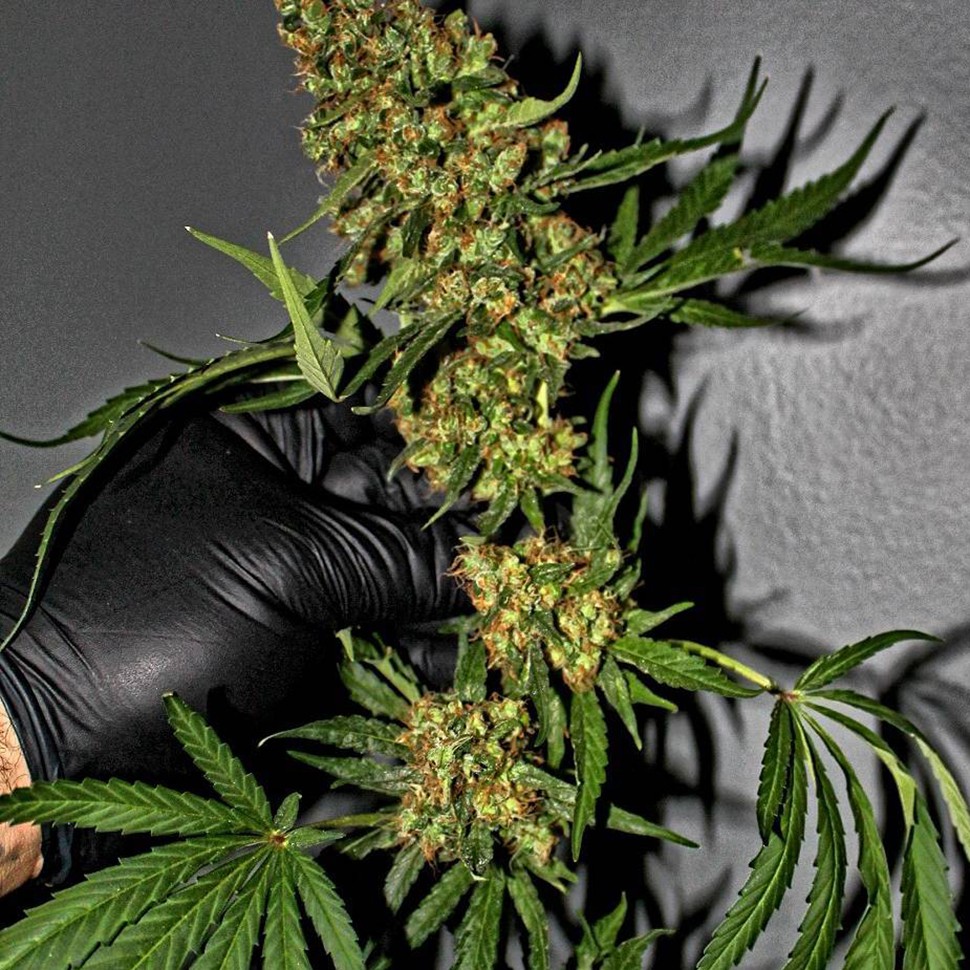 купить семена конопли недорого G-13 feminised купить семена конопли недорого G-13 feminised