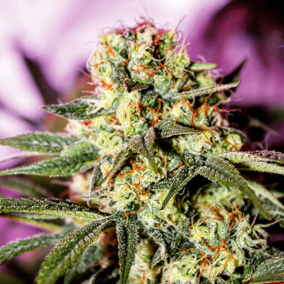 купить семена индийской конопли G-13 feminised купить семена индийской конопли G-13 feminised