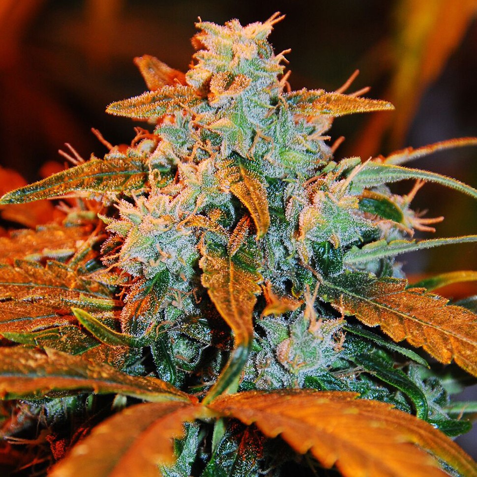 купить семена конопли с доставкой G-13 feminised купить семена конопли с доставкой G-13 feminised
