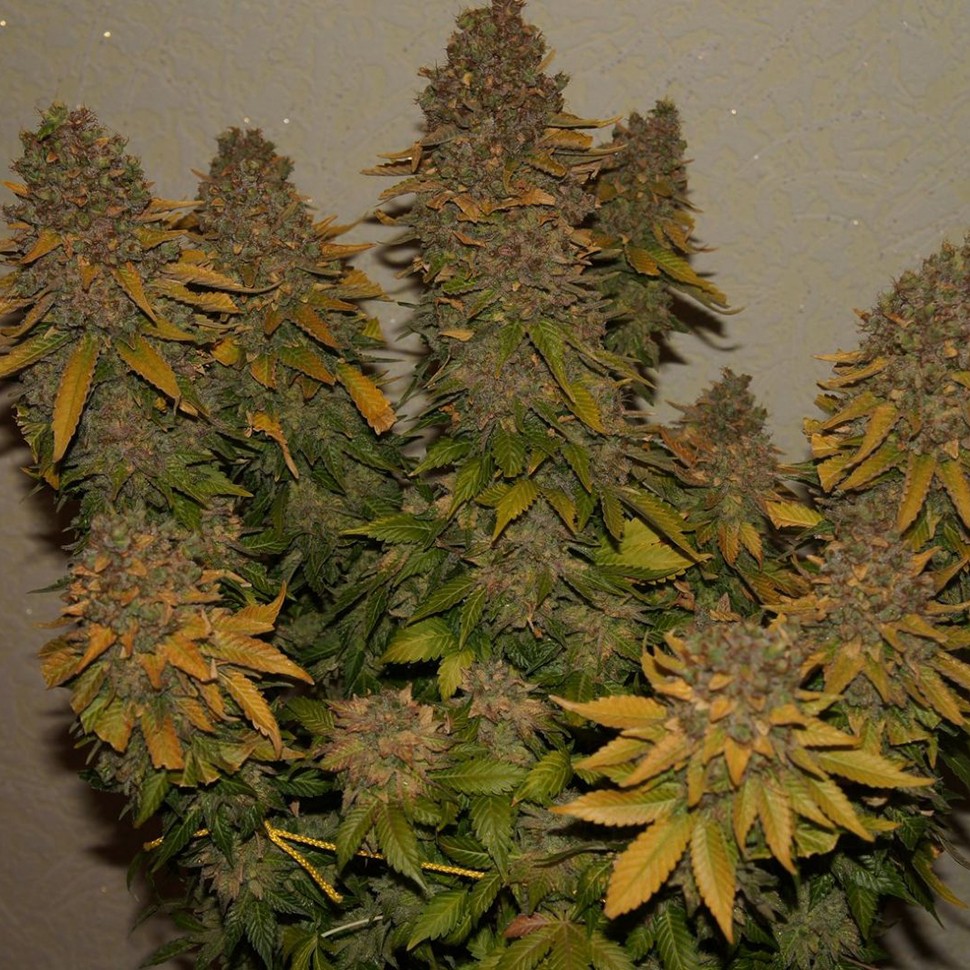 Семена конопли G13 feminised Ganja Seeds