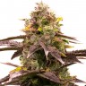Семена ганжа White Diesel Haze feminised Ganja Seeds Семена ганжа White Diesel Haze feminised Ganja Seeds