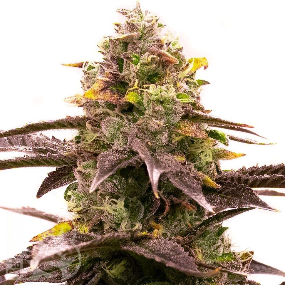 Семена ганжа White Diesel Haze feminised Ganja Seeds Семена ганжа White Diesel Haze feminised Ganja Seeds