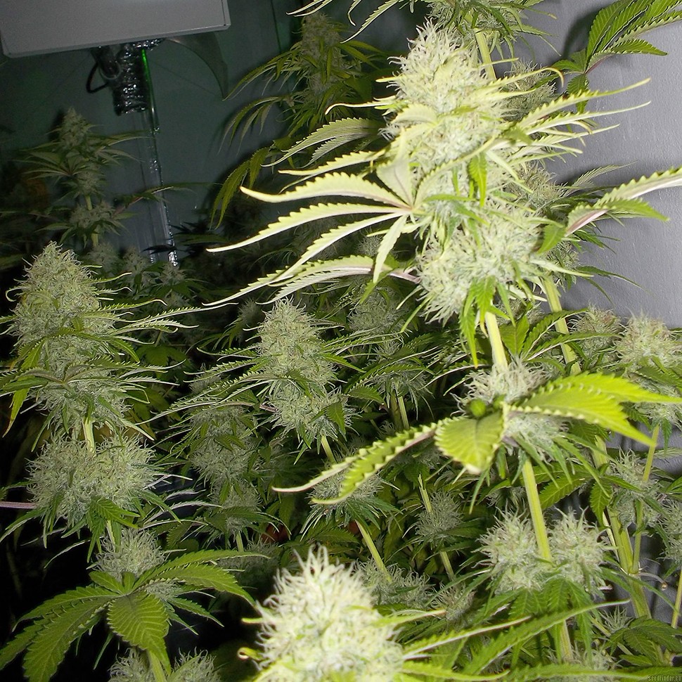 Семена каннабиса Auto Kaindy feminised Bang Seeds