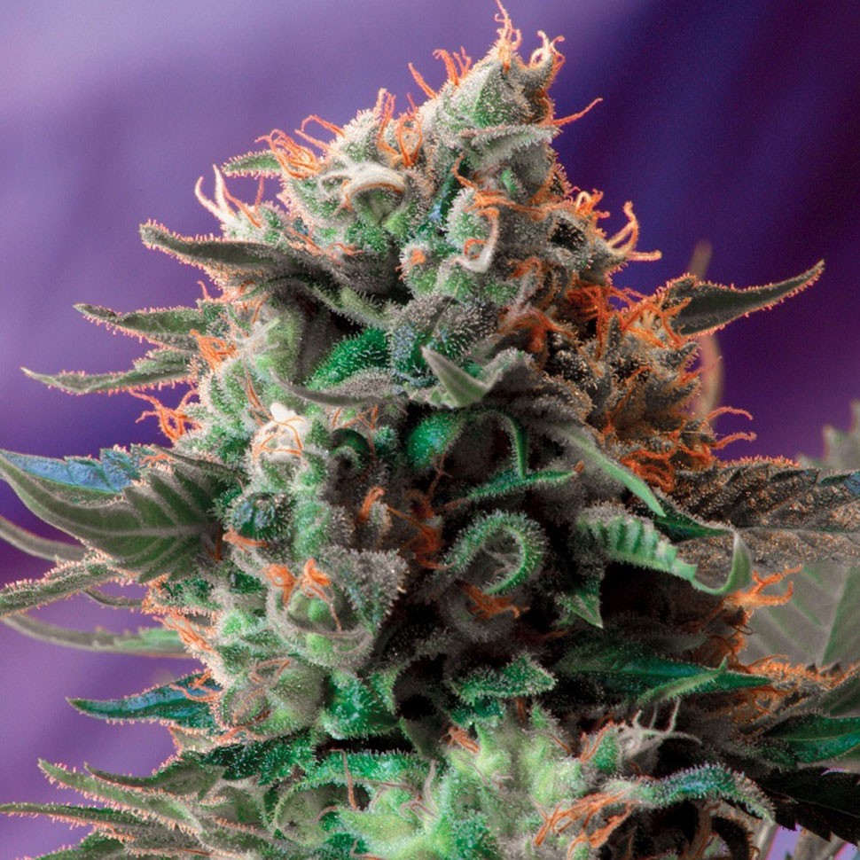 Качественные семена конопли Jack 47 feminised Ganja Seeds Fast Version Качественные семена конопли Jack 47 feminised Ganja Seeds Fast Version