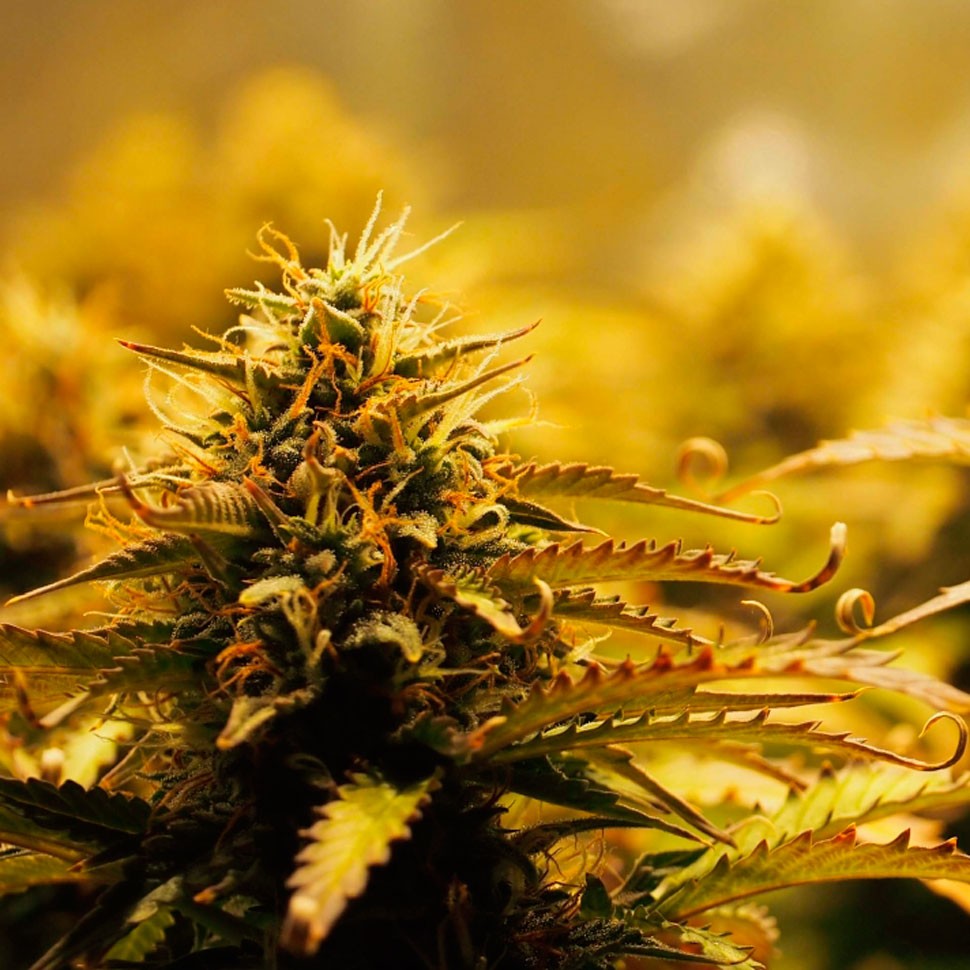 Семена конопли Jack 47 feminised Ganja Seeds Fast Version Семена конопли Jack 47 feminised Ganja Seeds Fast Version