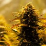 Семена марихуаны Jack 47 feminised Ganja Seeds Fast Version Семена марихуаны Jack 47 feminised Ganja Seeds Fast Version