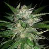 Семена Auto Moscow feminised Ganja Seeds Семена Auto Moscow feminised Ganja Seeds