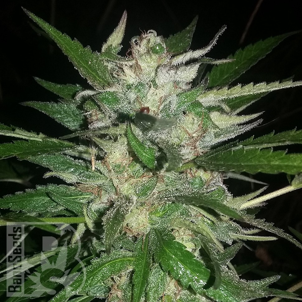 Семена Auto Moscow feminised Ganja Seeds