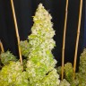 Семена Auto Moscow feminised Ganja Seeds Семена Auto Moscow feminised Ganja Seeds