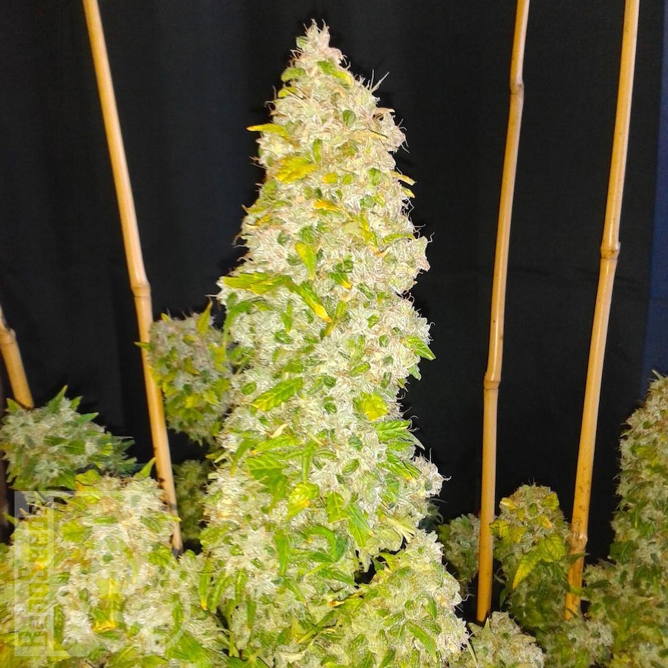 Семена Auto Moscow feminised Ganja Seeds Семена Auto Moscow feminised Ganja Seeds