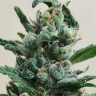 Семена Auto Moscow feminised Ganja Seeds Семена Auto Moscow feminised Ganja Seeds