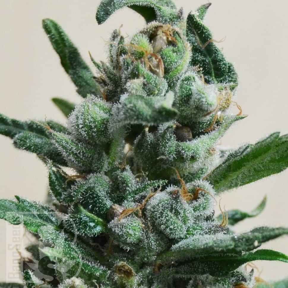 Семена Auto Moscow feminised Ganja Seeds Семена Auto Moscow feminised Ganja Seeds
