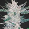 Семена Auto Moscow feminised Ganja Seeds Семена Auto Moscow feminised Ganja Seeds