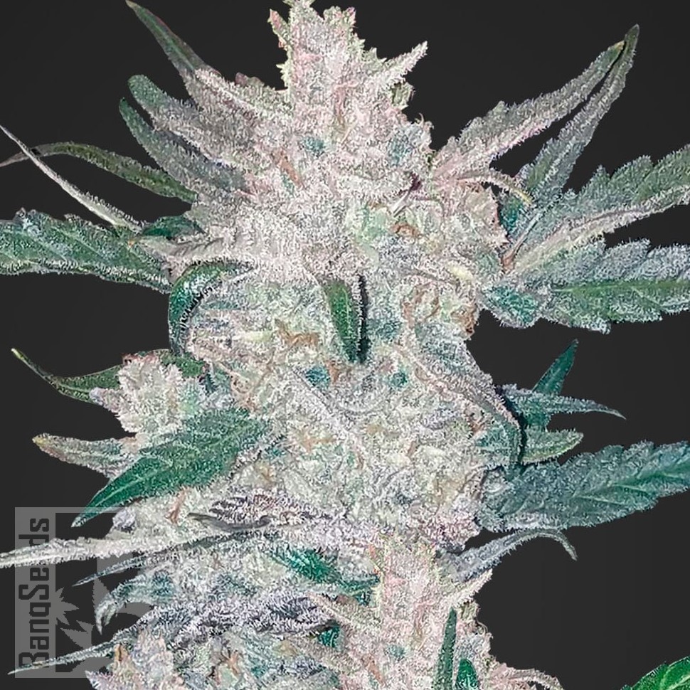 Семена Auto Moscow feminised Ganja Seeds Семена Auto Moscow feminised Ganja Seeds
