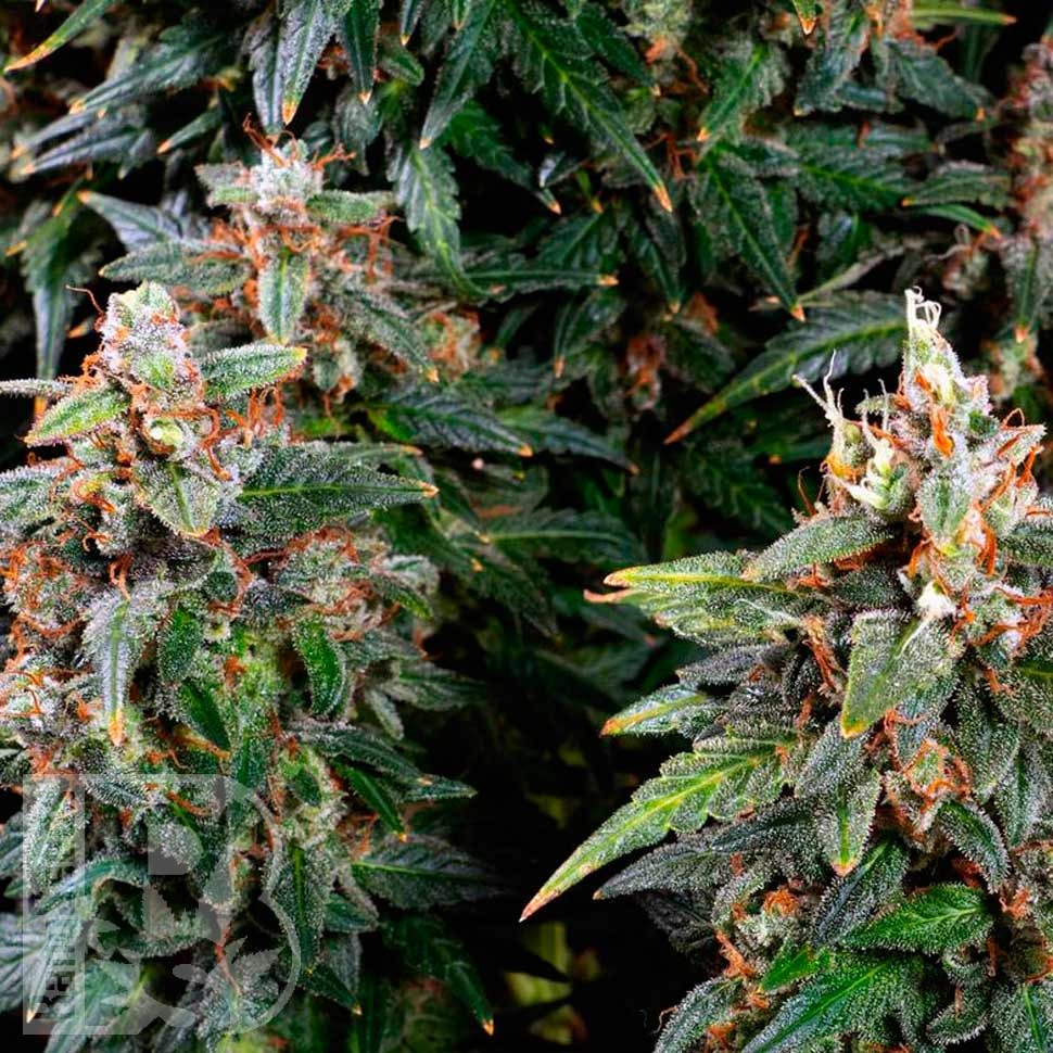 Auto Watermelon Zkittlez feminised Ganja Seeds