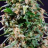 Auto Watermelon Zkittlez feminised Ganja Seeds Auto Watermelon Zkittlez feminised Ganja Seeds