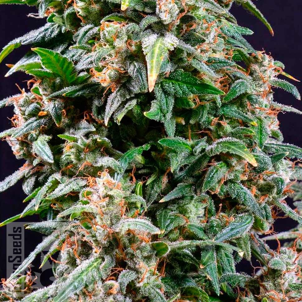 Auto Watermelon Zkittlez feminised Ganja Seeds Auto Watermelon Zkittlez feminised Ganja Seeds