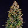 Auto Watermelon Zkittlez feminised Ganja Seeds Auto Watermelon Zkittlez feminised Ganja Seeds