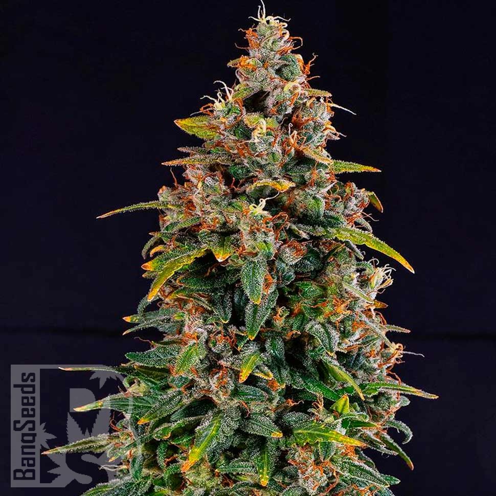 Auto Watermelon Zkittlez feminised Ganja Seeds Auto Watermelon Zkittlez feminised Ganja Seeds