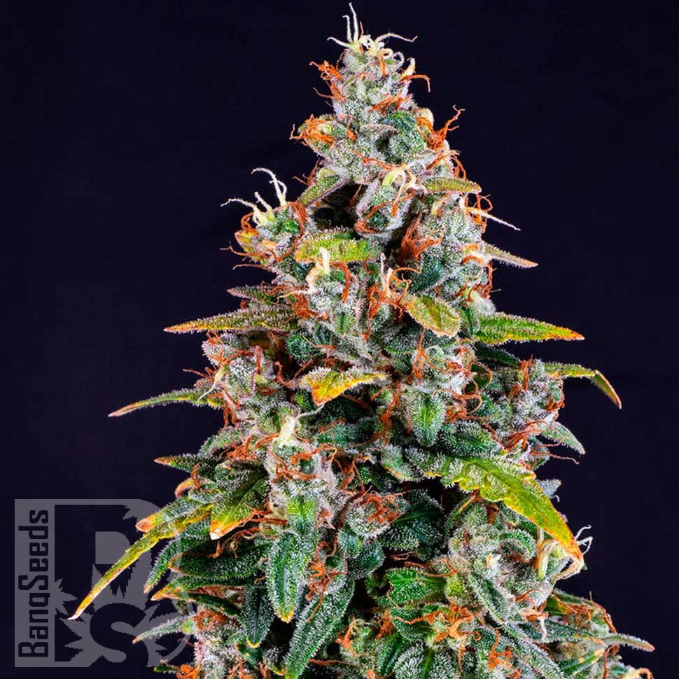 Auto Watermelon Zkittlez feminised Ganja Seeds Auto Watermelon Zkittlez feminised Ganja Seeds