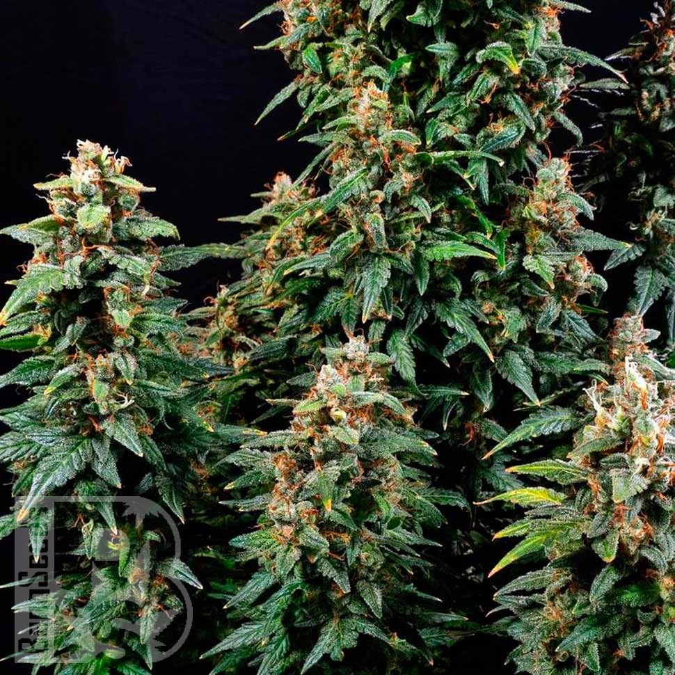 Auto Watermelon Zkittlez feminised Ganja Seeds Auto Watermelon Zkittlez feminised Ganja Seeds
