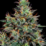 купить семена конопли недорого Master Kush feminised Ganja Seeds купить семена конопли недорого Master Kush feminised Ganja Seeds