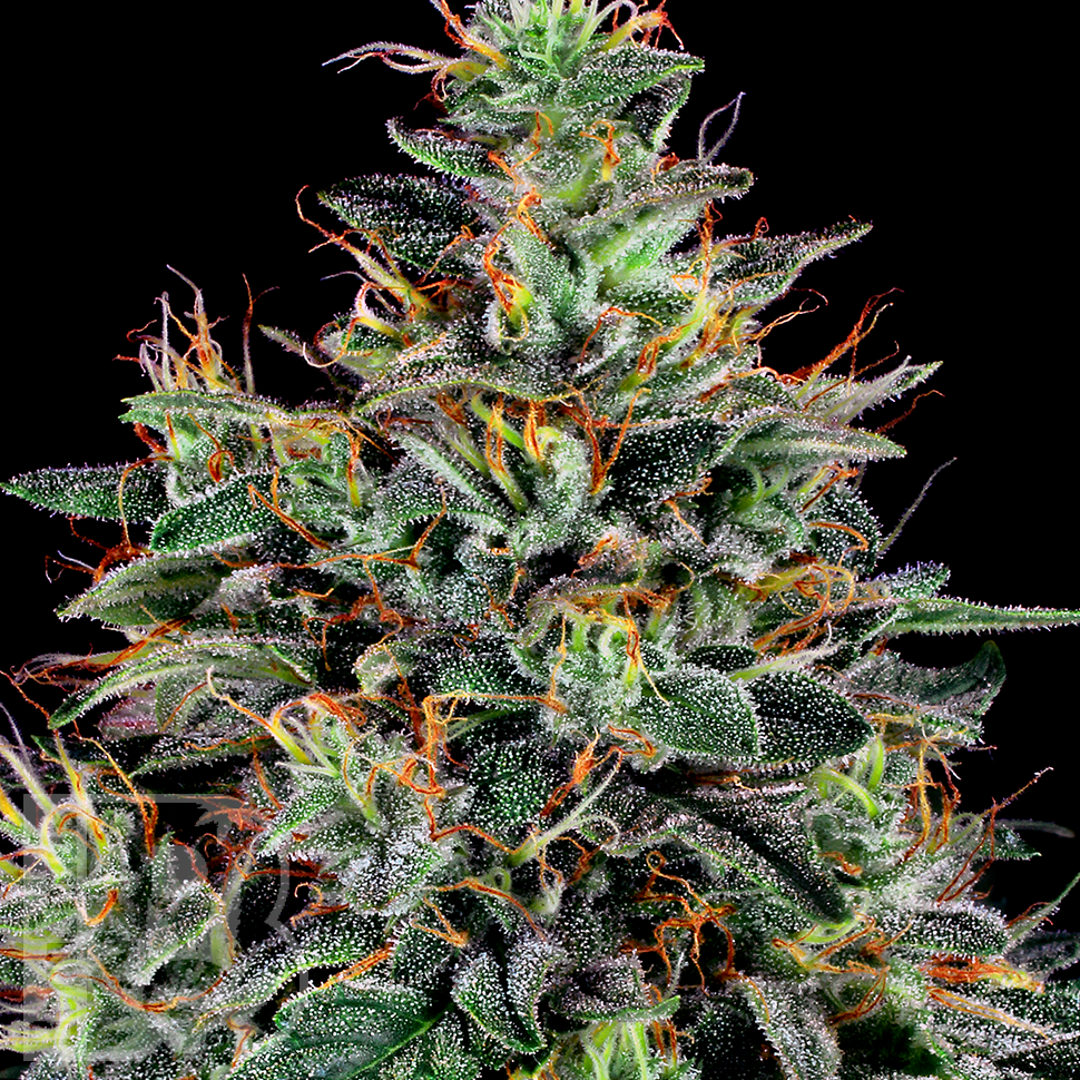 Семена марихуаны Master Kush feminised Ganja Seeds