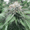 какие семена конопли Master Kush feminised Ganja Seeds какие семена конопли Master Kush feminised Ganja Seeds