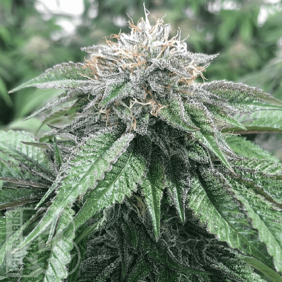 какие семена конопли Master Kush feminised Ganja Seeds какие семена конопли Master Kush feminised Ganja Seeds