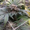 продам семена конопли Master Kush feminised Ganja Seeds продам семена конопли Master Kush feminised Ganja Seeds