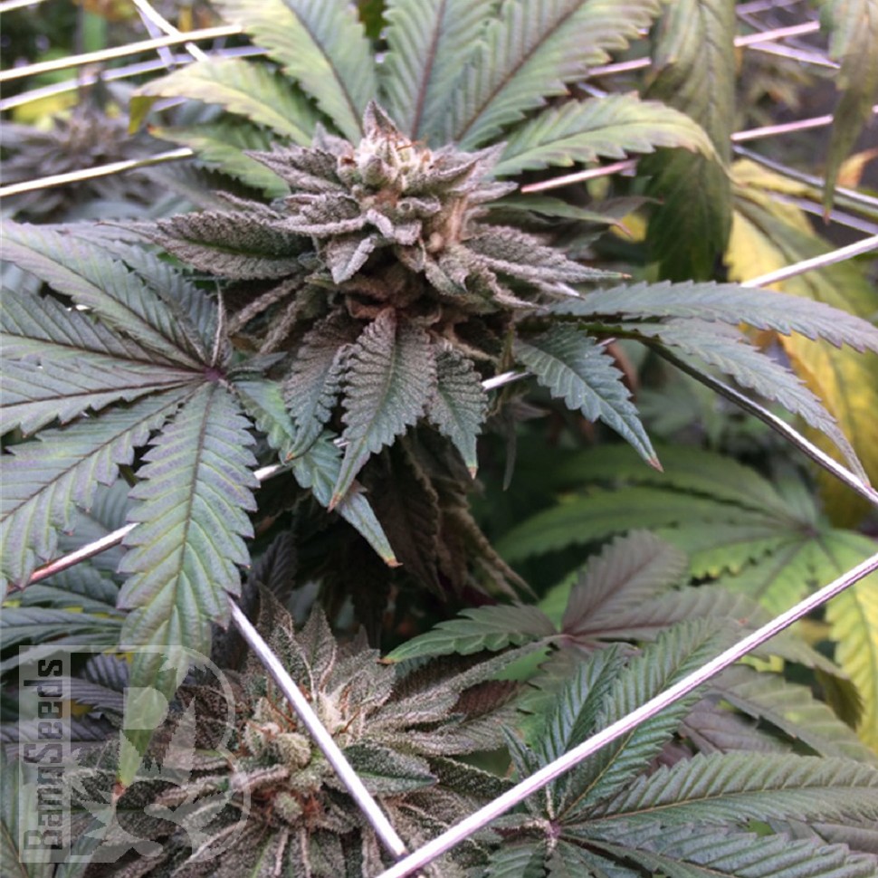 продам семена конопли Master Kush feminised Ganja Seeds продам семена конопли Master Kush feminised Ganja Seeds