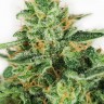 купить семена конопли наложенным платежом Master Kush feminised Ganja Seeds купить семена конопли наложенным платежом Master Kush feminised Ganja Seeds