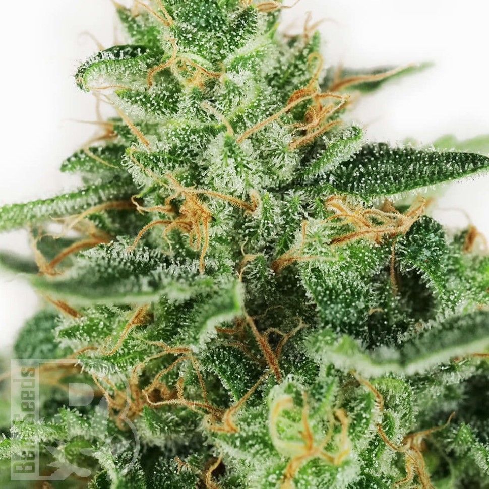 купить семена конопли наложенным платежом Master Kush feminised Ganja Seeds купить семена конопли наложенным платежом Master Kush feminised Ganja Seeds