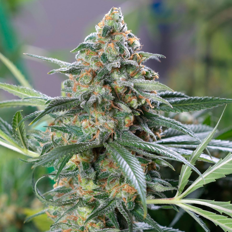 Семена OG Kush feminised Ganja Seeds