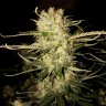купить урожайные семена конопли OG Kush feminised купить урожайные семена конопли OG Kush feminised