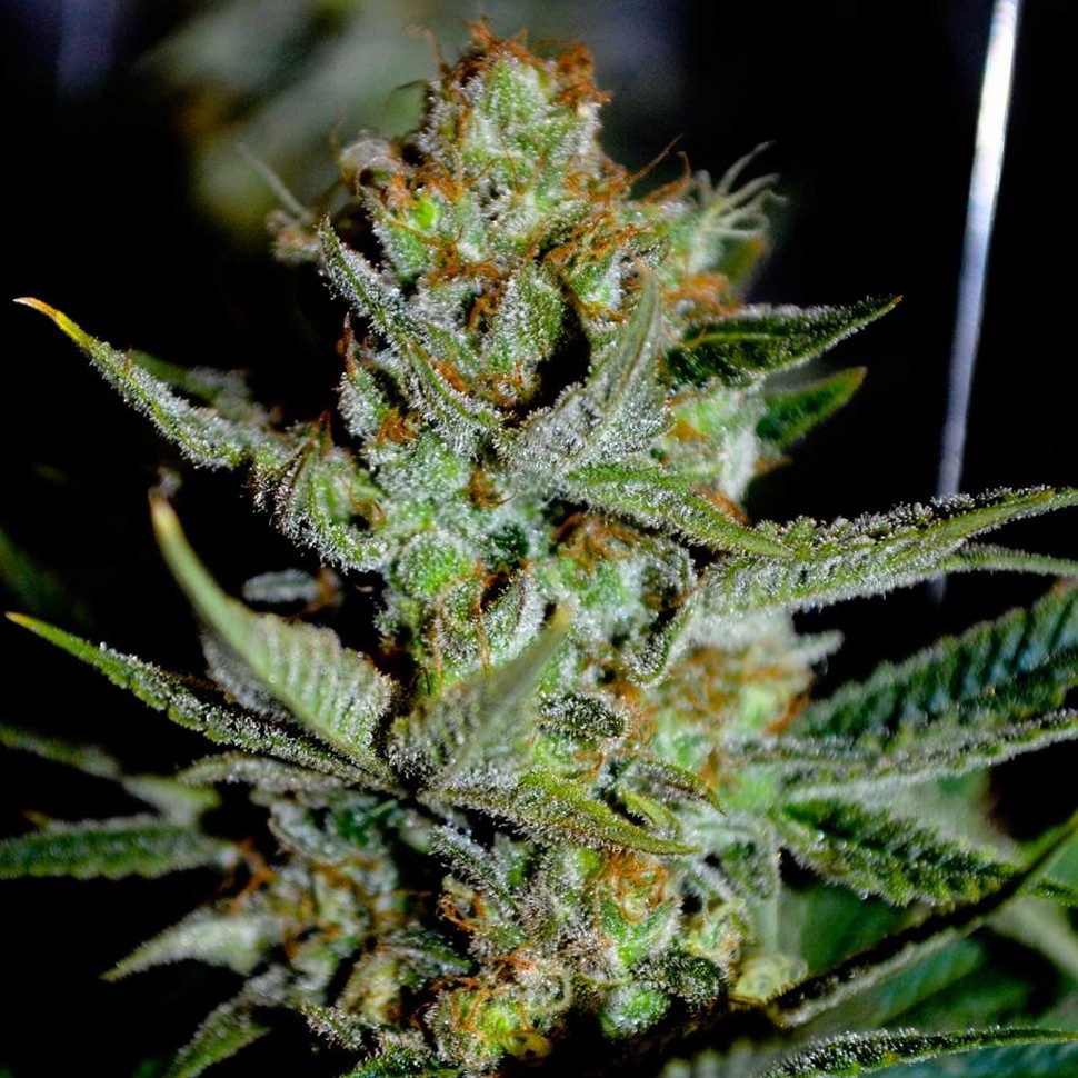 где можно заказать семена конопли Nibiru reg где можно заказать семена конопли Nibiru reg