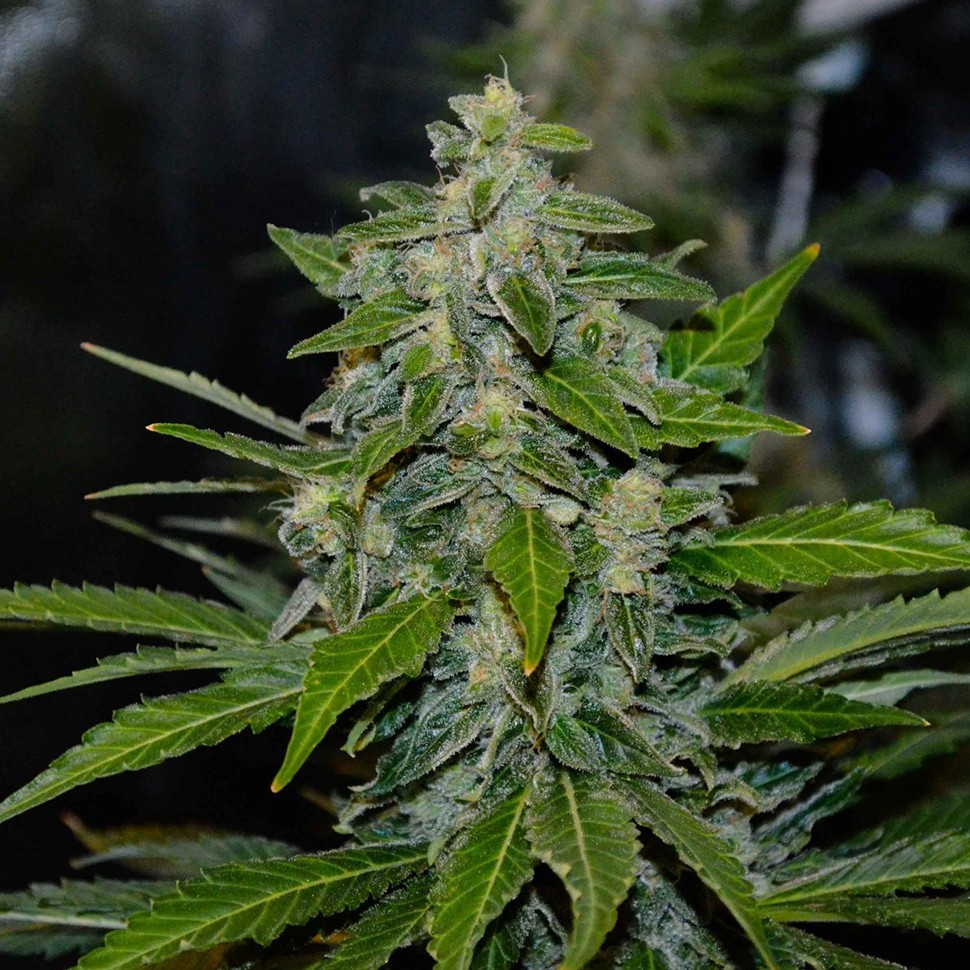 заказать качественные семена конопли Nibiru reg заказать качественные семена конопли Nibiru reg