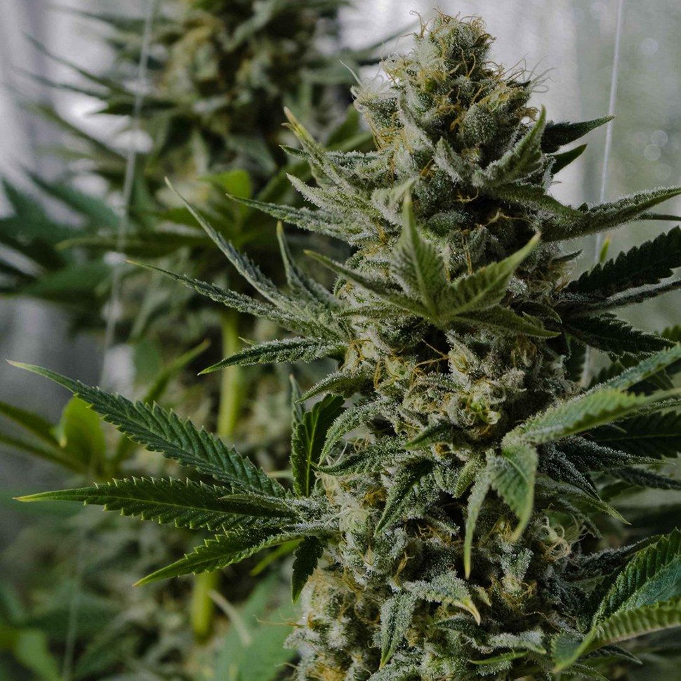 заказать на сайте семена конопли Nibiru reg заказать на сайте семена конопли Nibiru reg