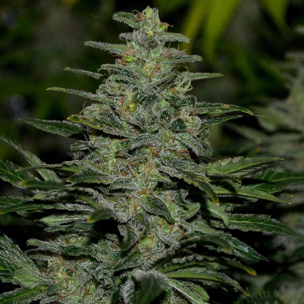 купить семена конопли элитных сортов Nibiru reg купить семена конопли элитных сортов Nibiru reg