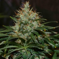 Nibiru regular Ganja Seeds