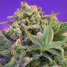 купить семена конопли в Украине Auto Sweet Cheese feminised купить семена конопли в Украине Auto Sweet Cheese feminised