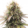 Семена марихуаны Auto Sweet Cheese feminised Ganja Seeds Семена марихуаны Auto Sweet Cheese feminised Ganja Seeds