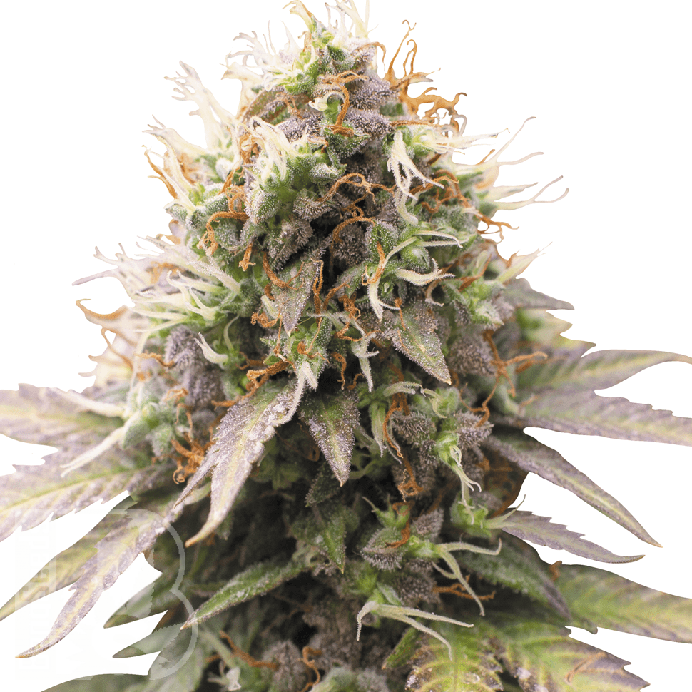 Семена марихуаны Auto Sweet Cheese feminised Ganja Seeds